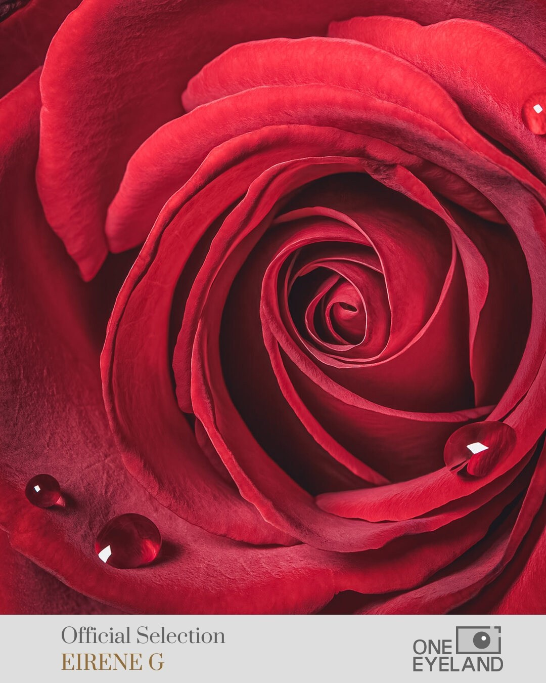 ONEEYELAND GALLERY. Eirene G |  Photoartist | Flowers from my garden