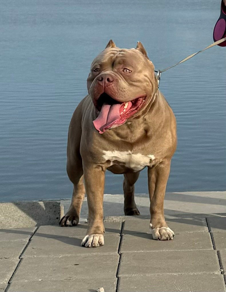 Участие в выставках. Американские булли XL в г. Калининград. Питомник Great Bully UNIVERSE