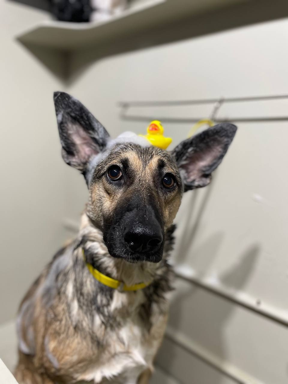 Уже дома. Забери домой друга