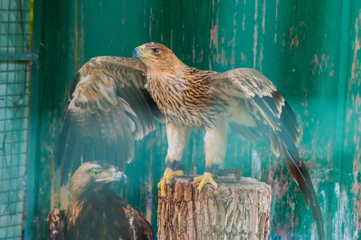 Птицы. Photomantis