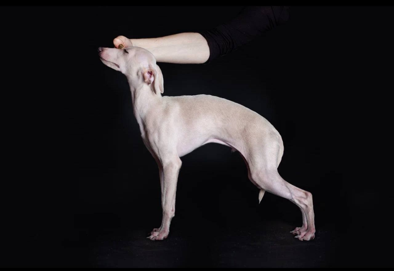 Jeremy & Jupiter. Профессиональный питомник левреток РКФ/FCI ASTI SAPPHIRE 💎 Сочи|Санкт-Петербург