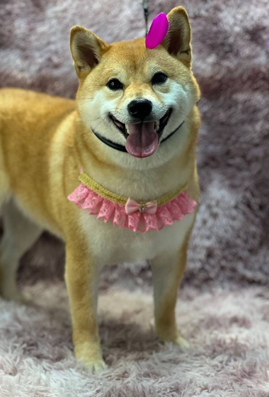 сиба питомник Рубилайт щенки на продажу rubylight  сиба щенки купить СПб Санкт-Петербург 