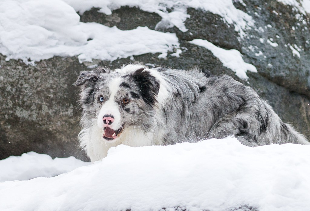 Life with dog. Saamill