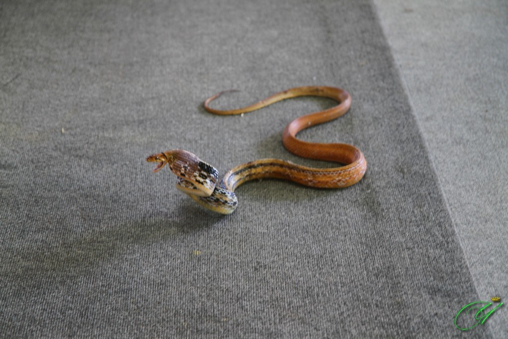 Тайланд. Пхукет 2013. Улица, люди, жизнь…