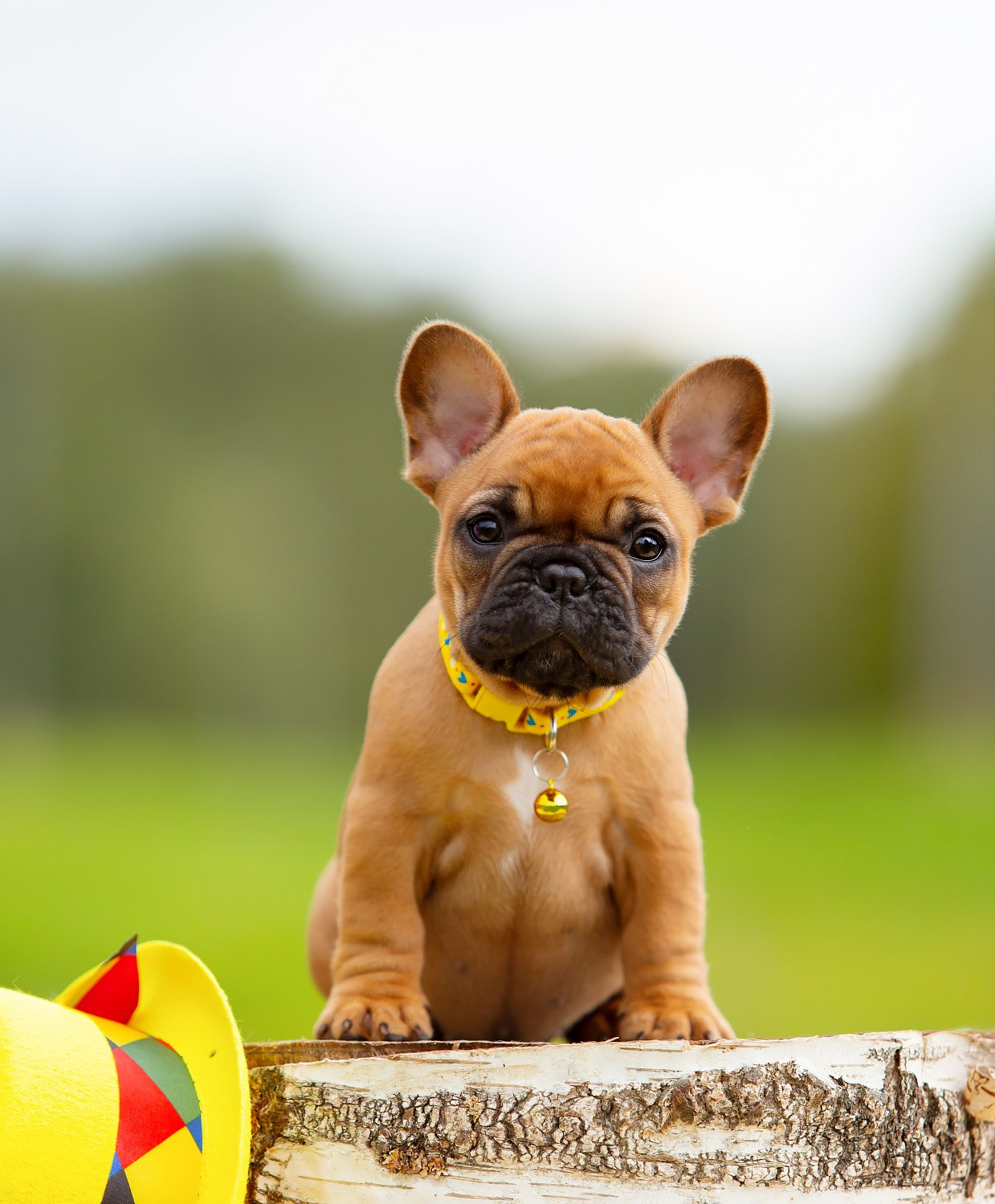 Французские бульдоги. Алена Кузьминская фотограф анималист Рыбинск