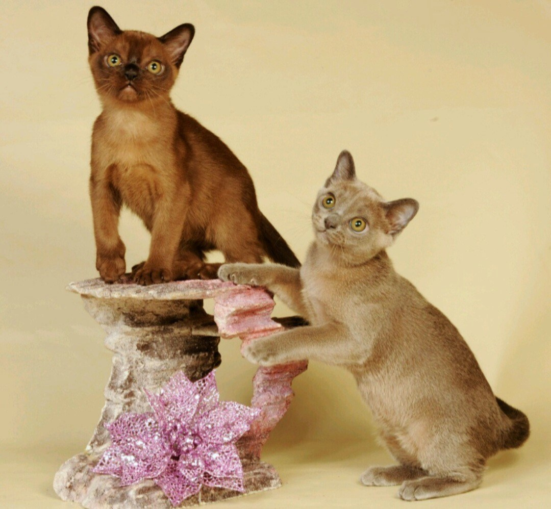 Котёнок американской бурмы. Las Burmas — питомник американской бурмы традиционных линий