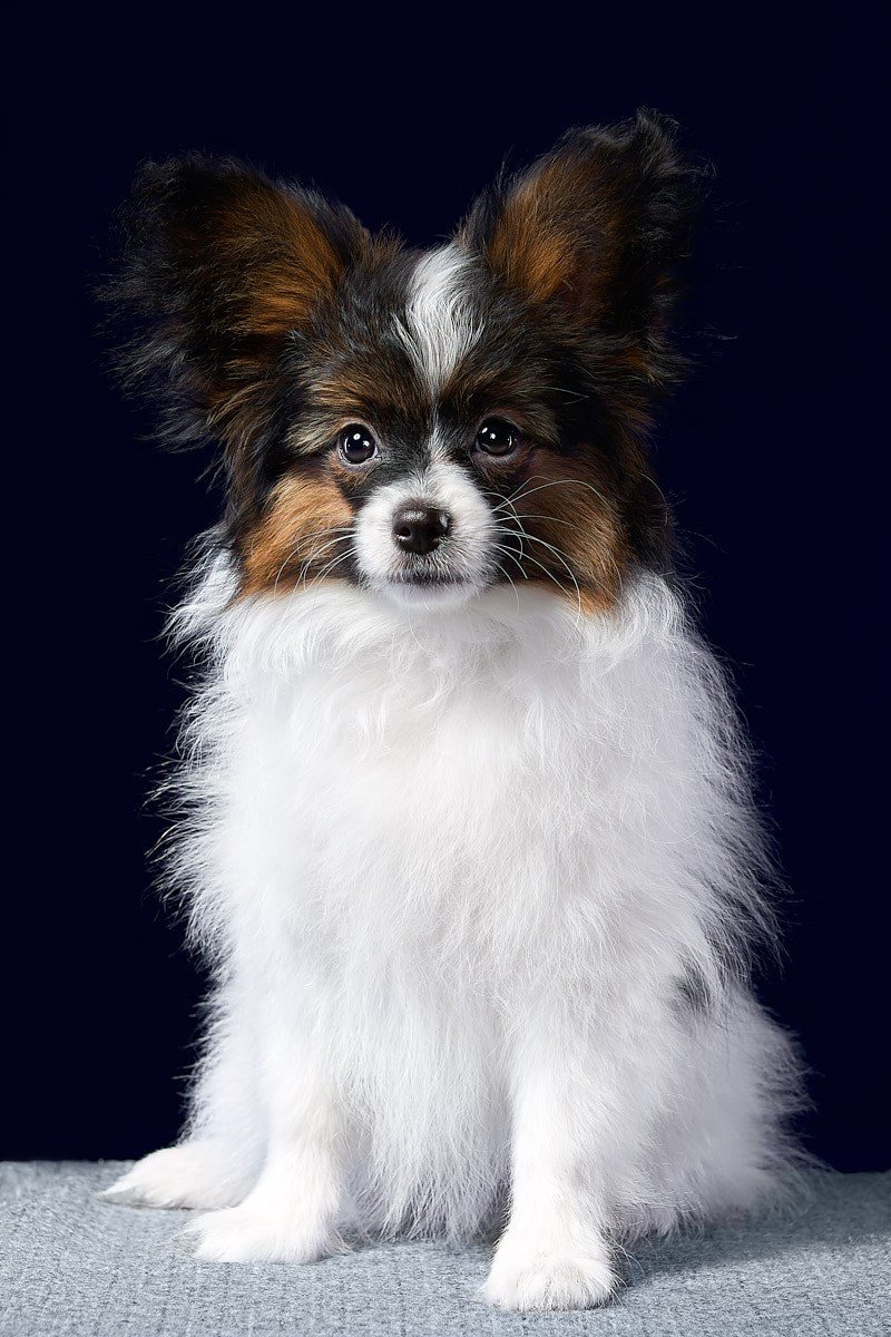 Фотосъемка животных