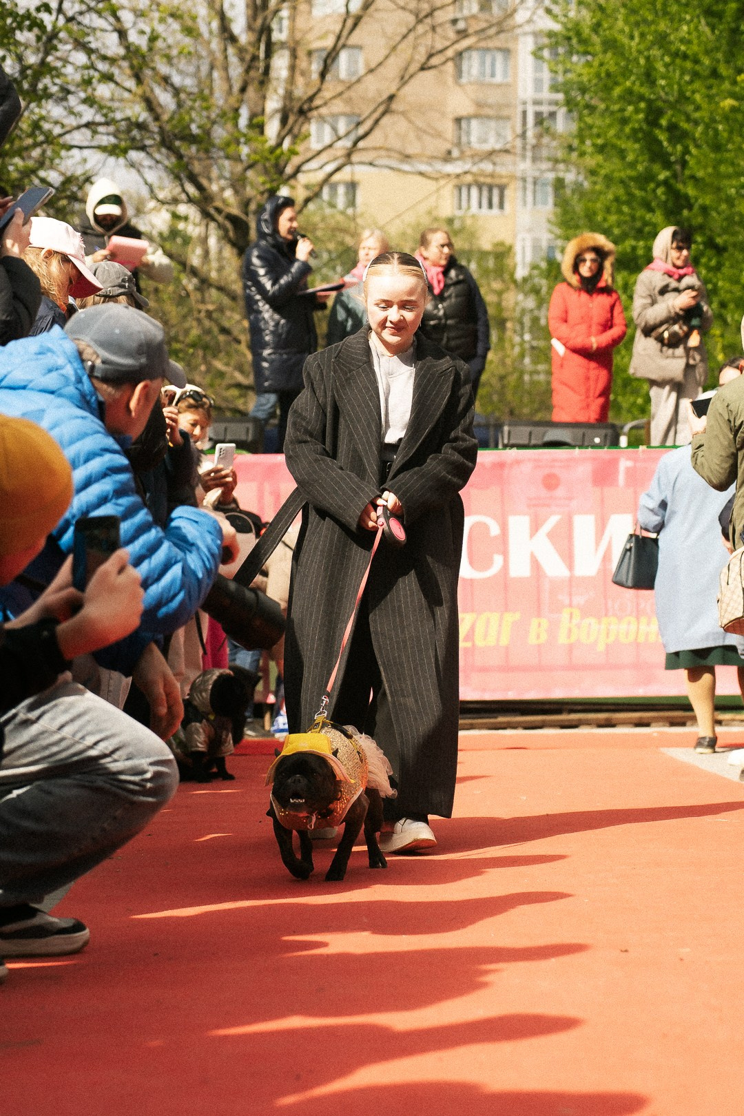 Парад Бульдогов. Axenov_eugene