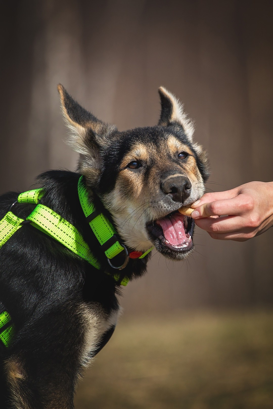 Собаки. Портреты. Irenephoto.ru
