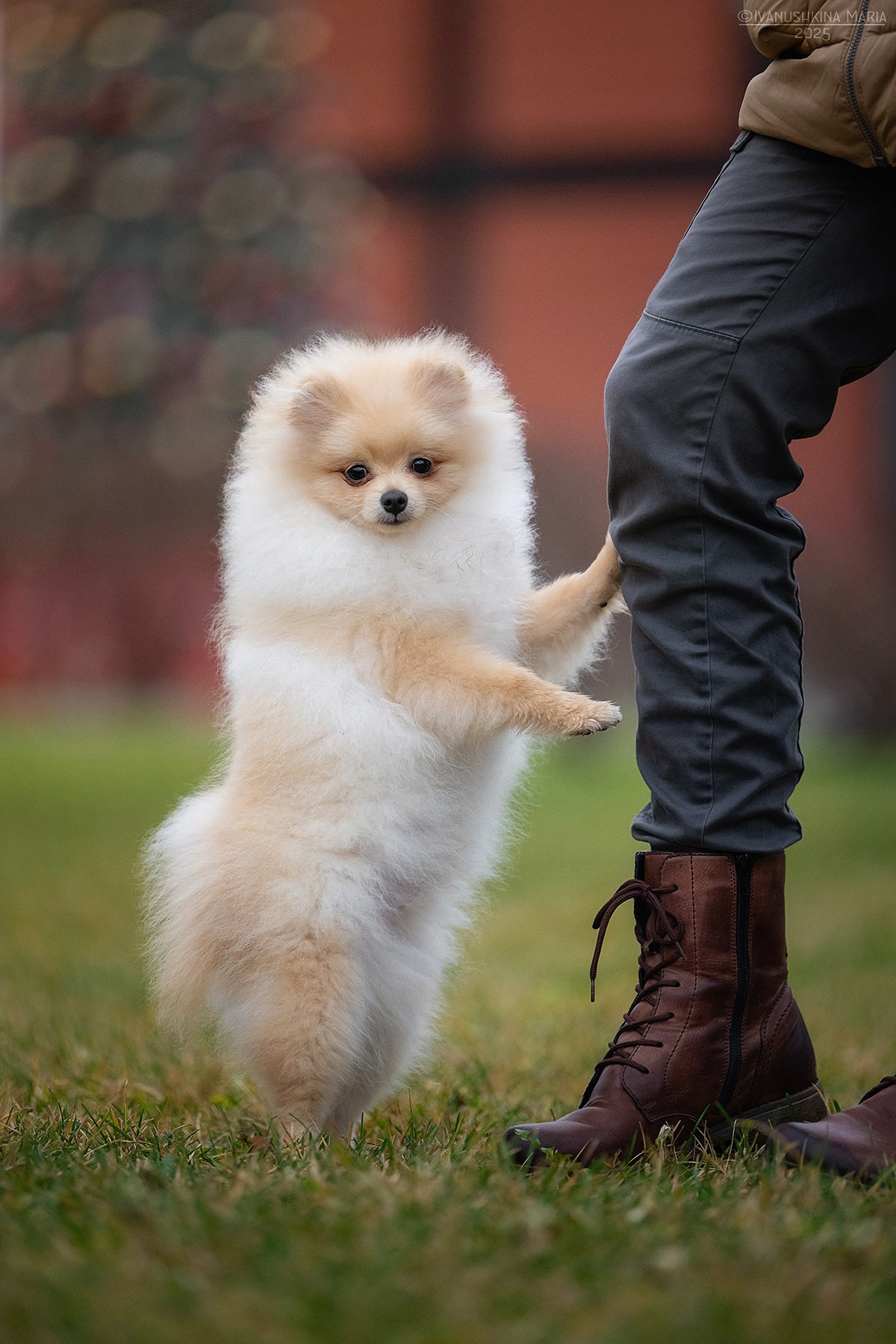 Фотосессия щенков на продажу. Фотограф собак в Москве и Московской области Иванушкина Мария
