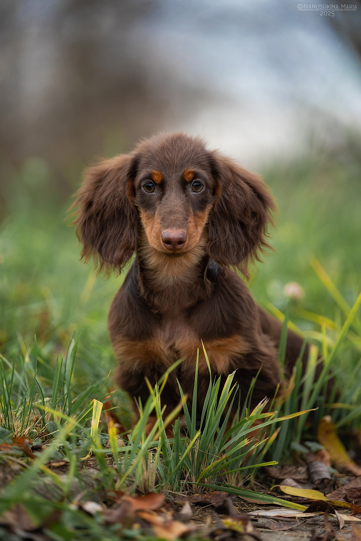 Фотосессия щенков на продажу. Фотограф собак в Москве и Московской области Иванушкина Мария