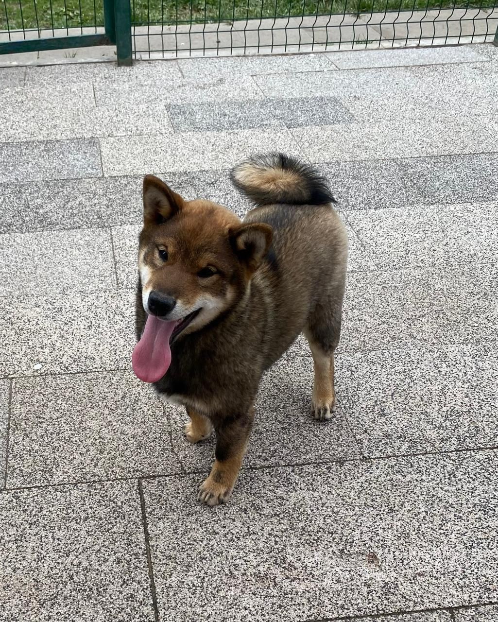 Шаман (сезам) * Шу_ Шаолинь Цукан. AMERICAN AKITA RUBYLIGHT KENNEL I SHIBA-INU