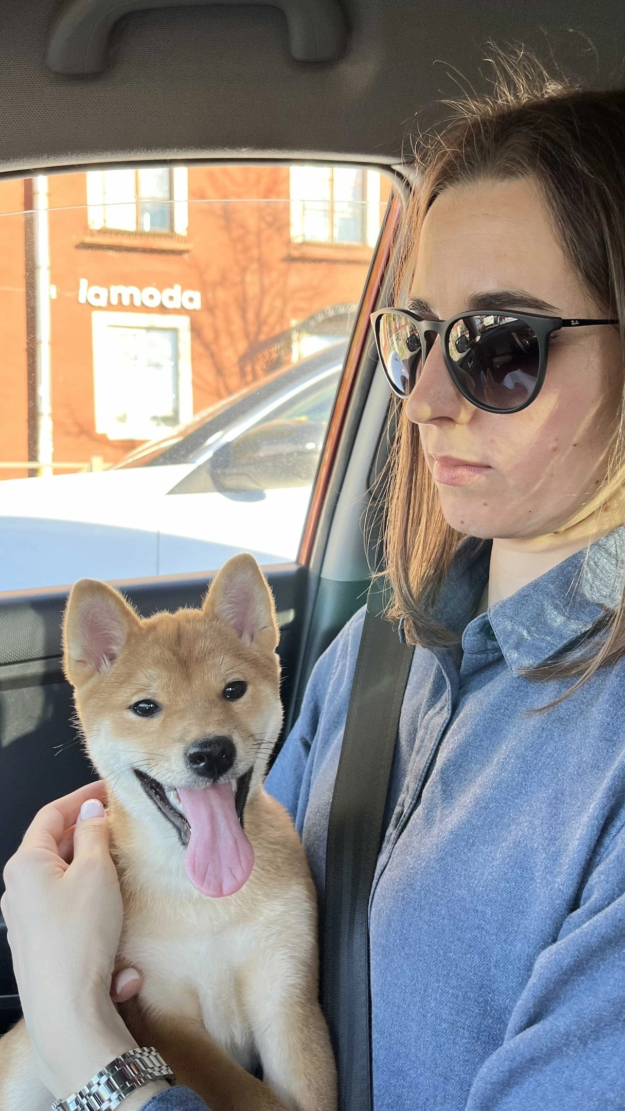 сиба питомник Рубилайт щенки на продажу rubylight  сиба щенки купить