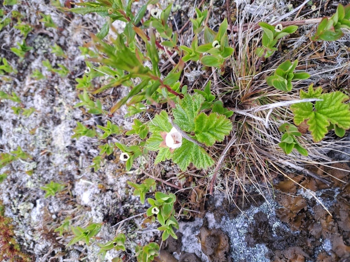 Мурманск | 20-22.06.2025. Галерея Фантим