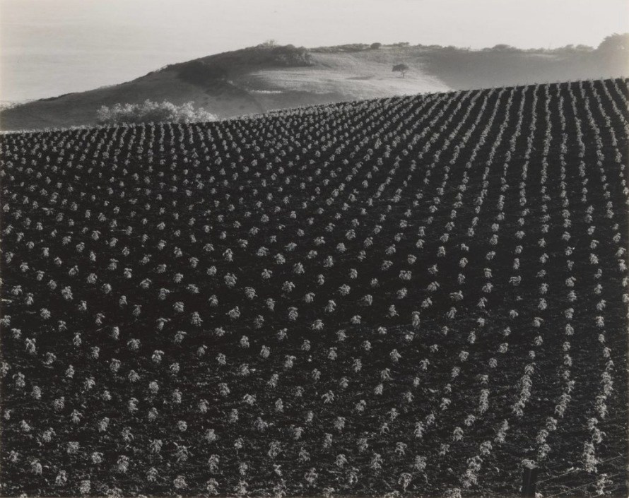 художественная чёрно-белая фотография Эдварда Уэстона