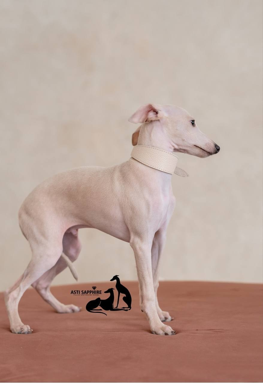 Casper boss & Clyde & Klaus. Профессиональный питомник левреток РКФ/FCI ASTI SAPPHIRE 💎 Сочи|Санкт-Петербург