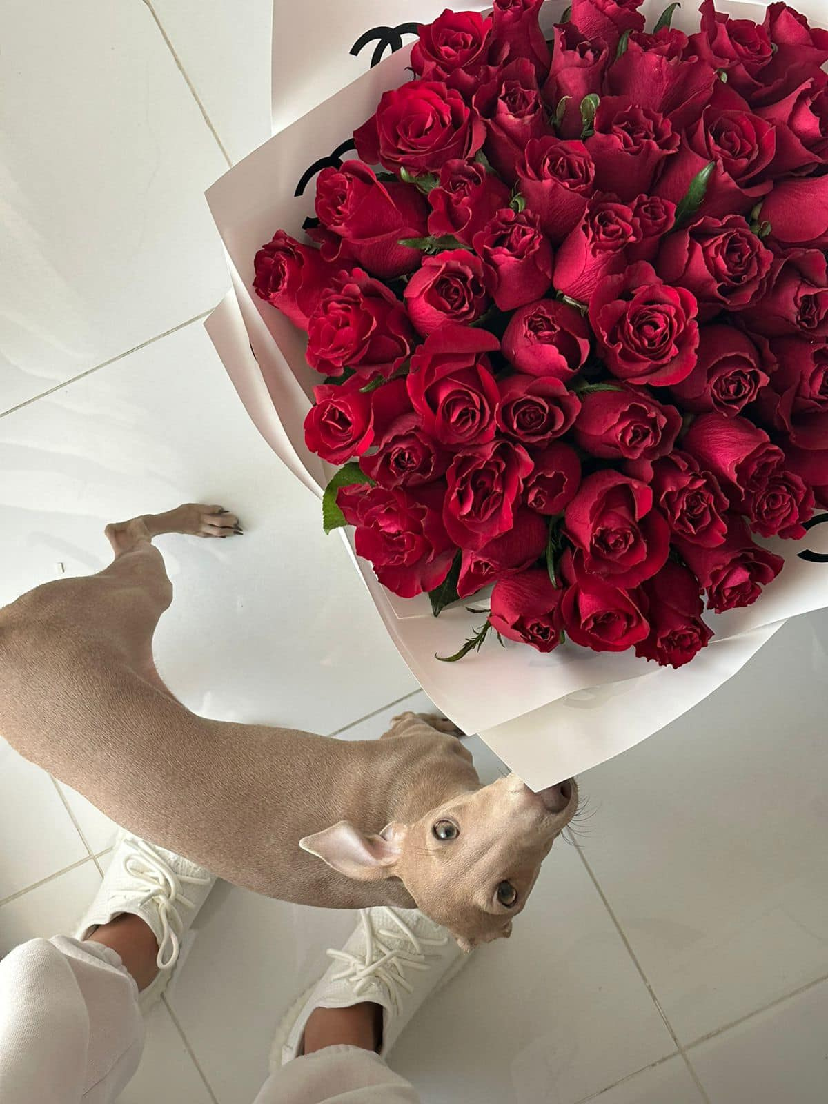 Профессиональный питомник левреток РКФ/FCI ASTI SAPPHIRE 💎 Сочи|Санкт-Петербург