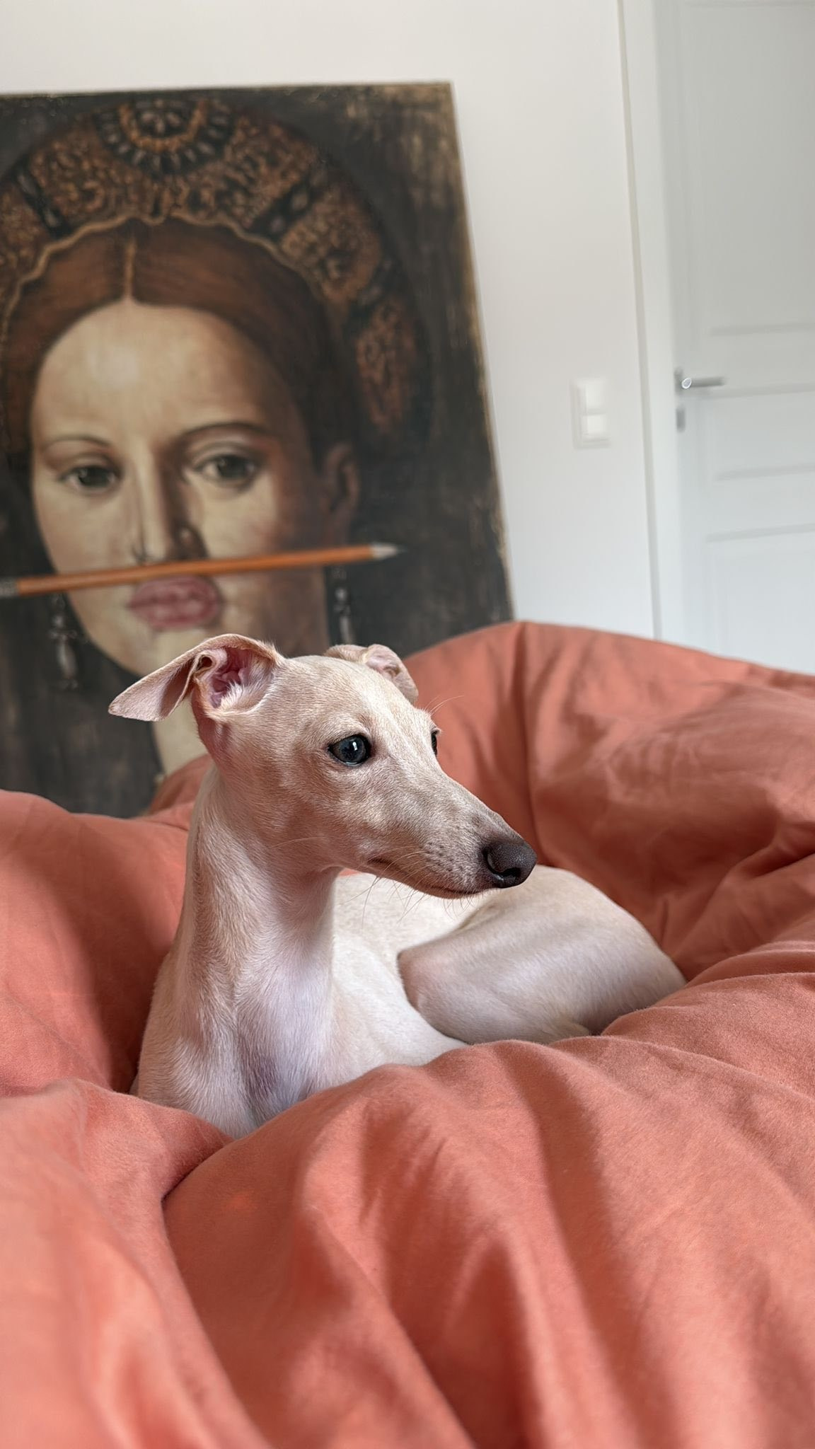 Профессиональный питомник левреток РКФ/FCI ASTI SAPPHIRE 💎 Сочи|Санкт-Петербург