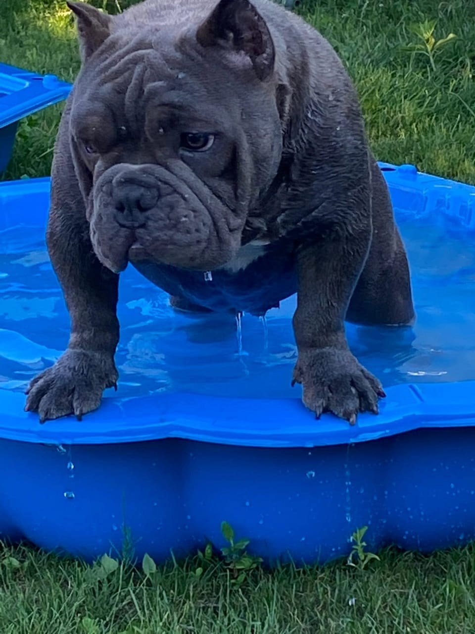 Купить Булли Ярославль, Купить Американского Булли Ярославль, Американский Булли Ярославль, Купить щенка Булли Ярославль,  Питомник Американских булли Ярославль, 