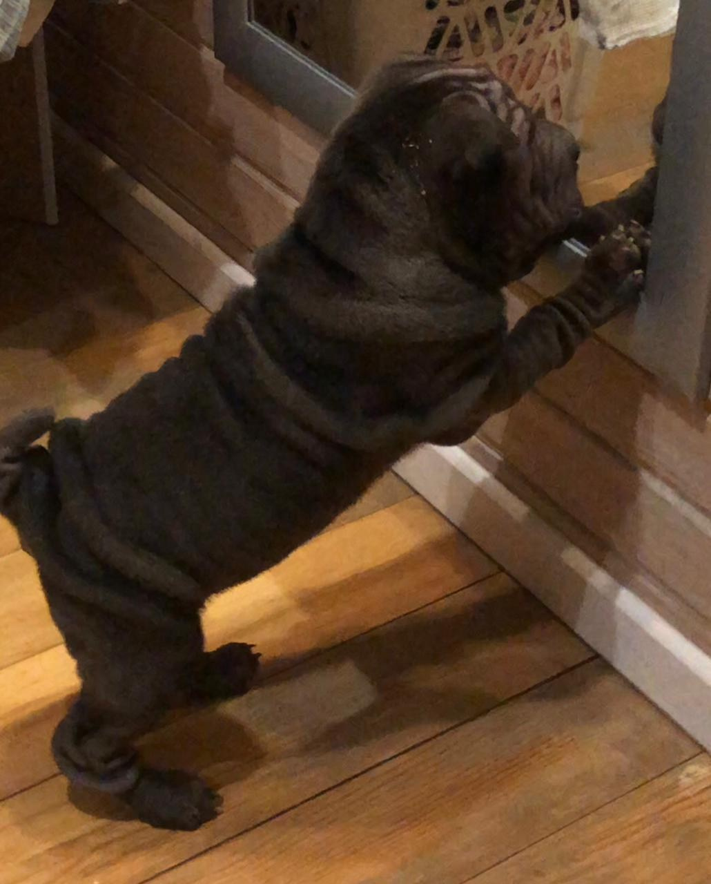 Купить Французского Бульдога Забайкальск, Купить щенка Французского бульдога Забайкальск, Питомник Французских Бульдогов Забайкальск,  Питомник Французский Бульдог Забайкальск, 