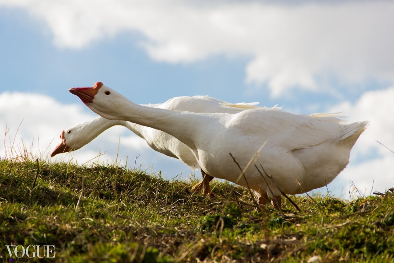 VOGUE ITALIA (photoVogue). Рома Гелик фотограф из г. Москва