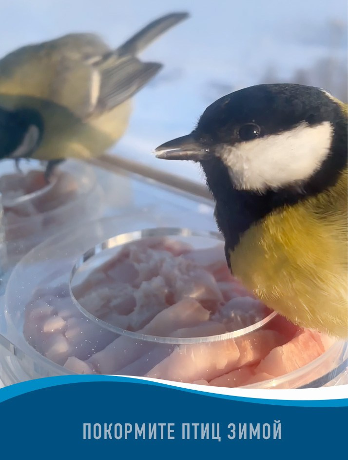 ПОИЛКА DUO. Кормушки для птиц на окно Чирик-Чирик