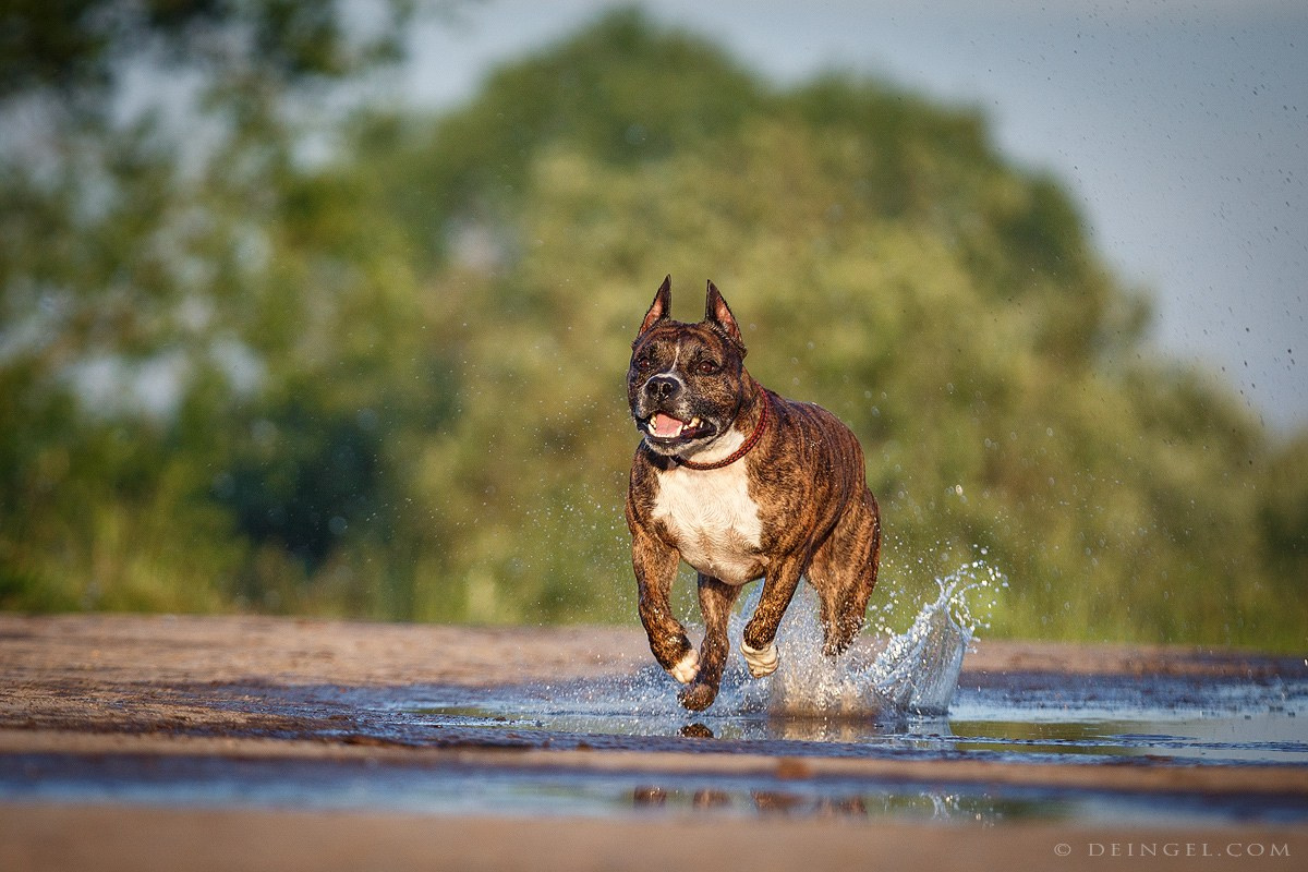 АСТ Федя, Пако и Ника. Фотограф-анималист Natalia Deingel | Фотосъемка собак в Москве