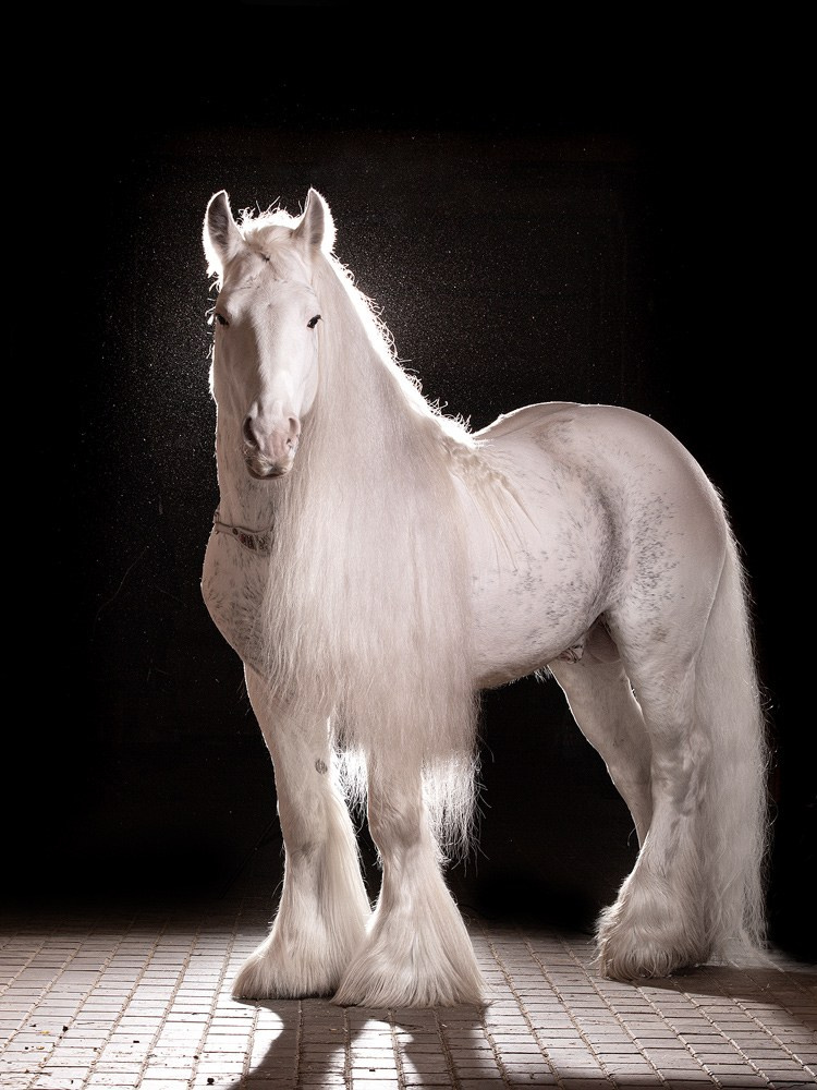 Студийная съёмка собак. Фотограф-анималист Natalia Deingel | Фотосъемка собак в Москве