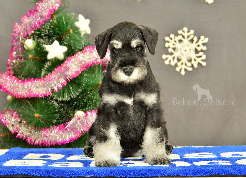 Делинсо Бэлэнс Ямира Лоис💛