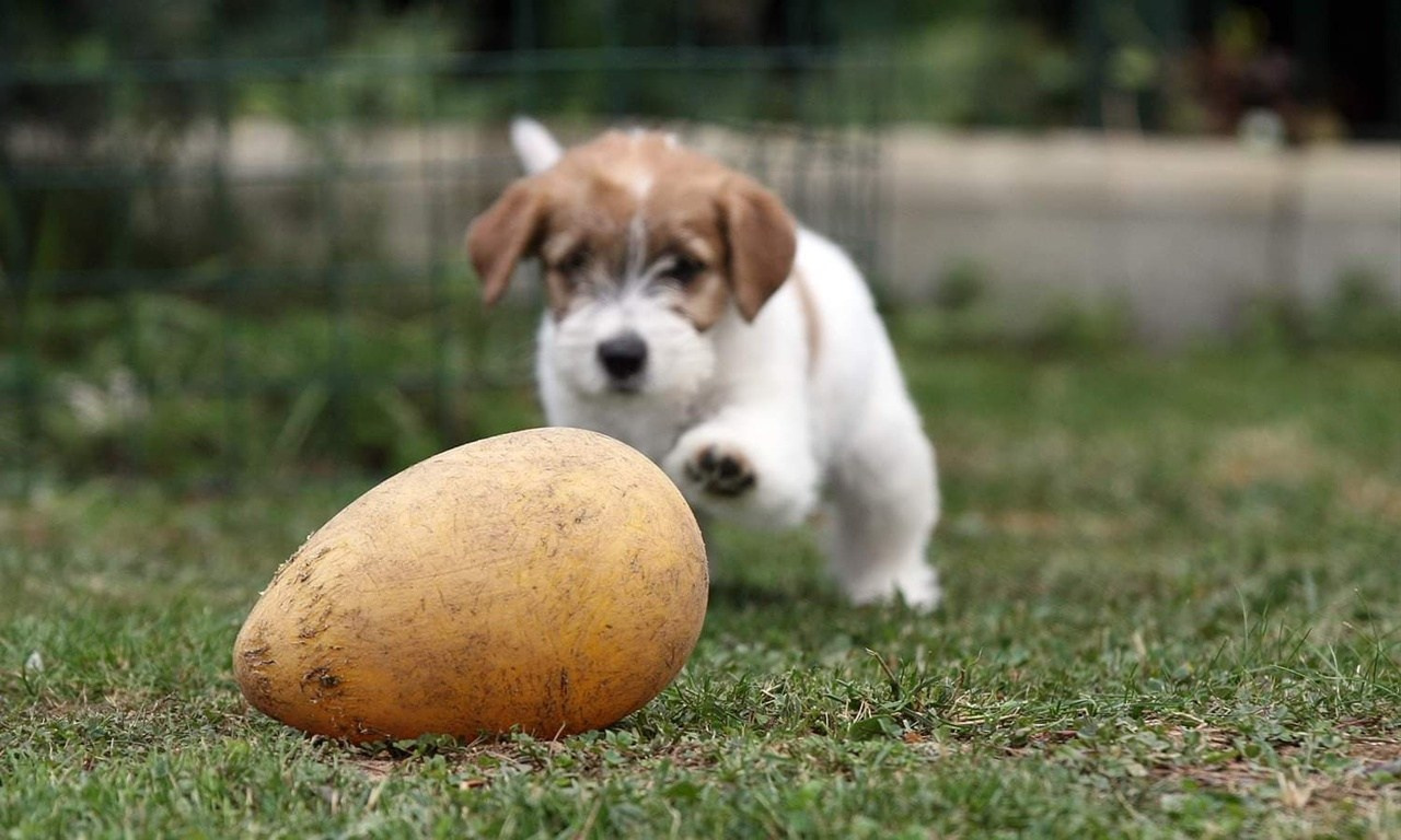 Lovely -Orange Team Spirit. Lovely-Orange питомник джек рассел терьеров
