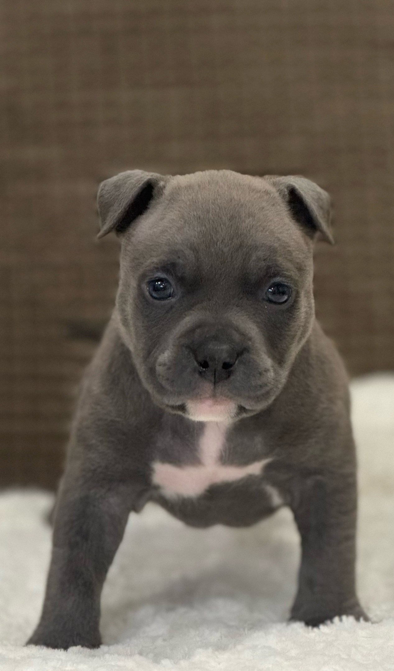 купить щенка Американский Булли в Иркутске