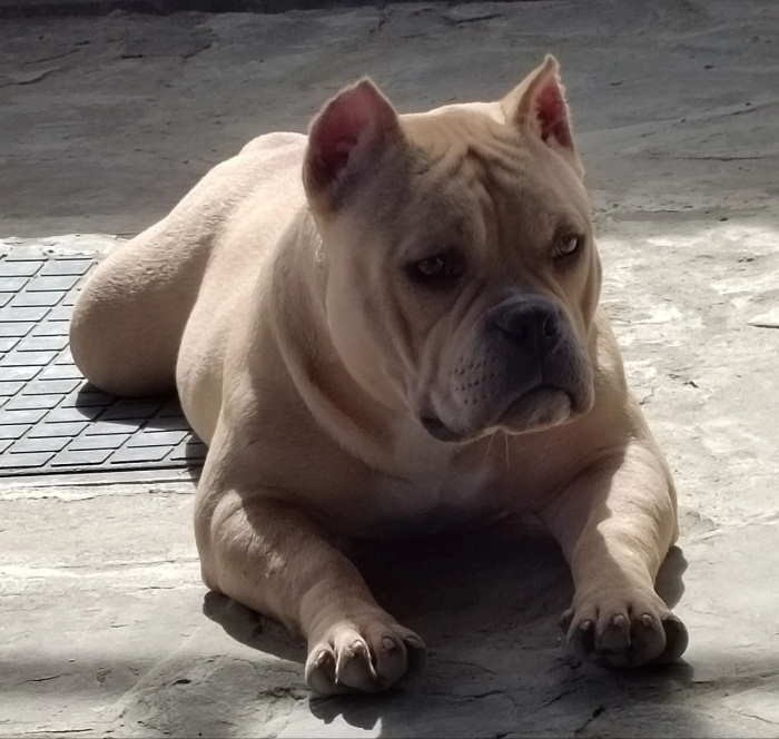 палевый окрас у American Bully