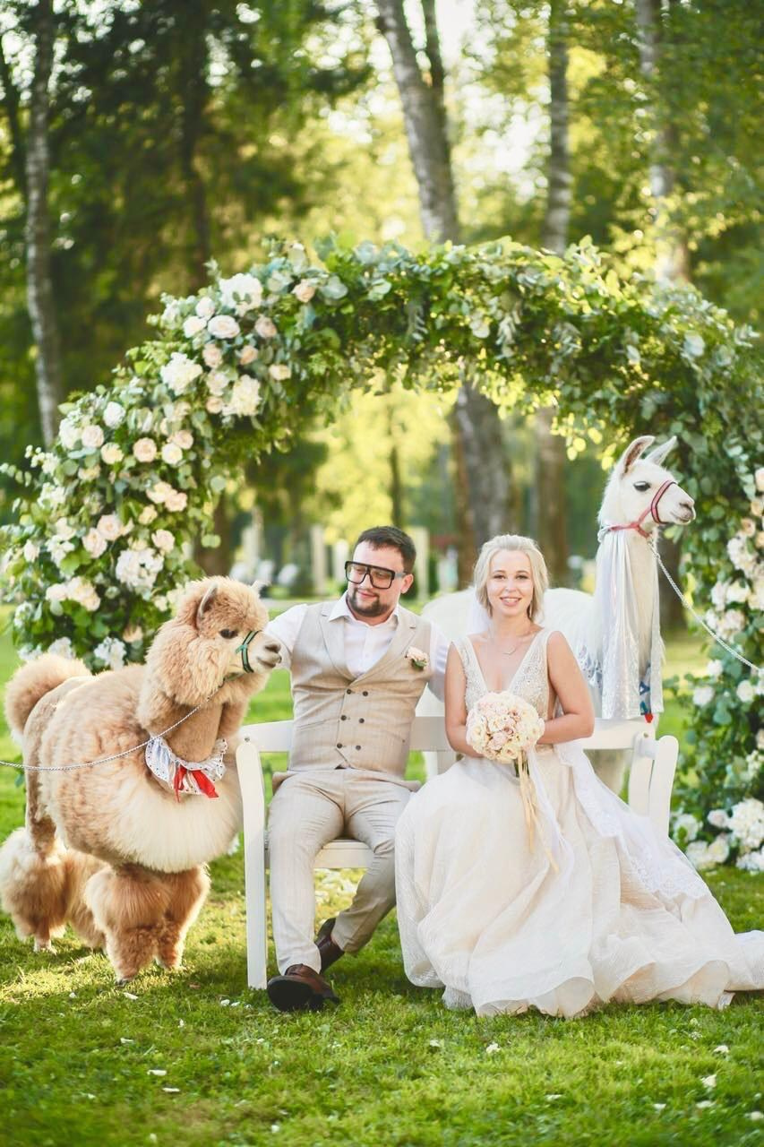 Шоу с Ламой. Подрядчики и друзья сети свадебных площадок House for wedding