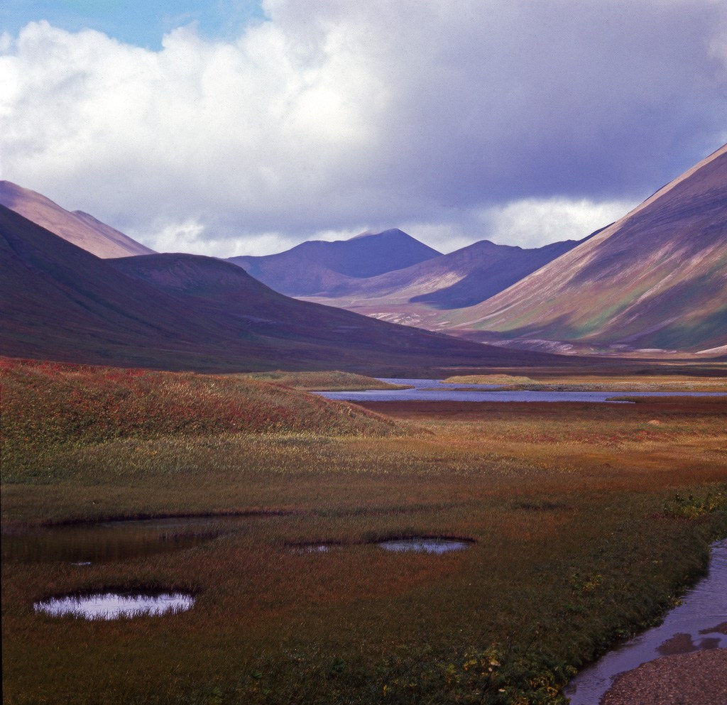Командорская тундра