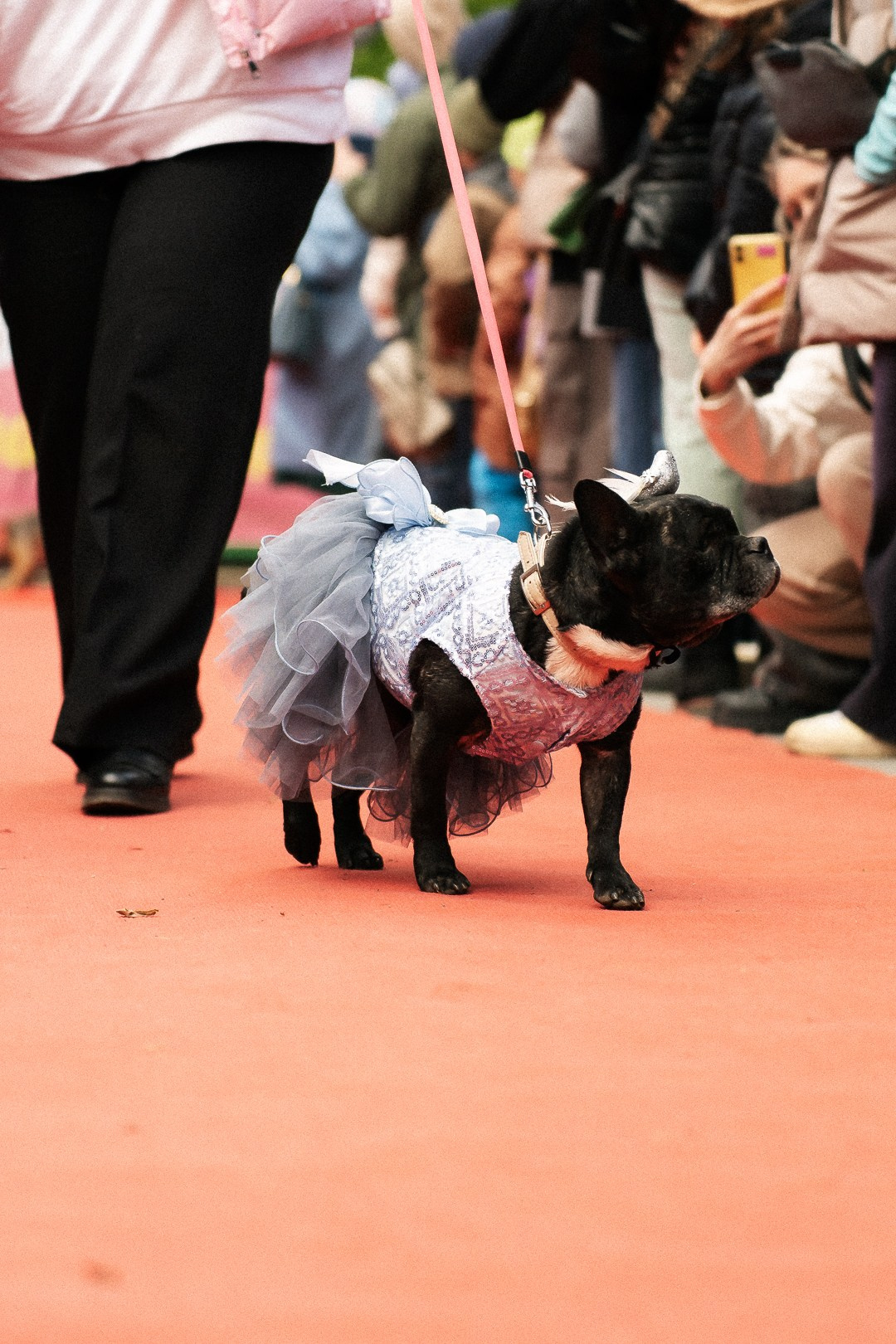 Парад Бульдогов. Axenov_eugene