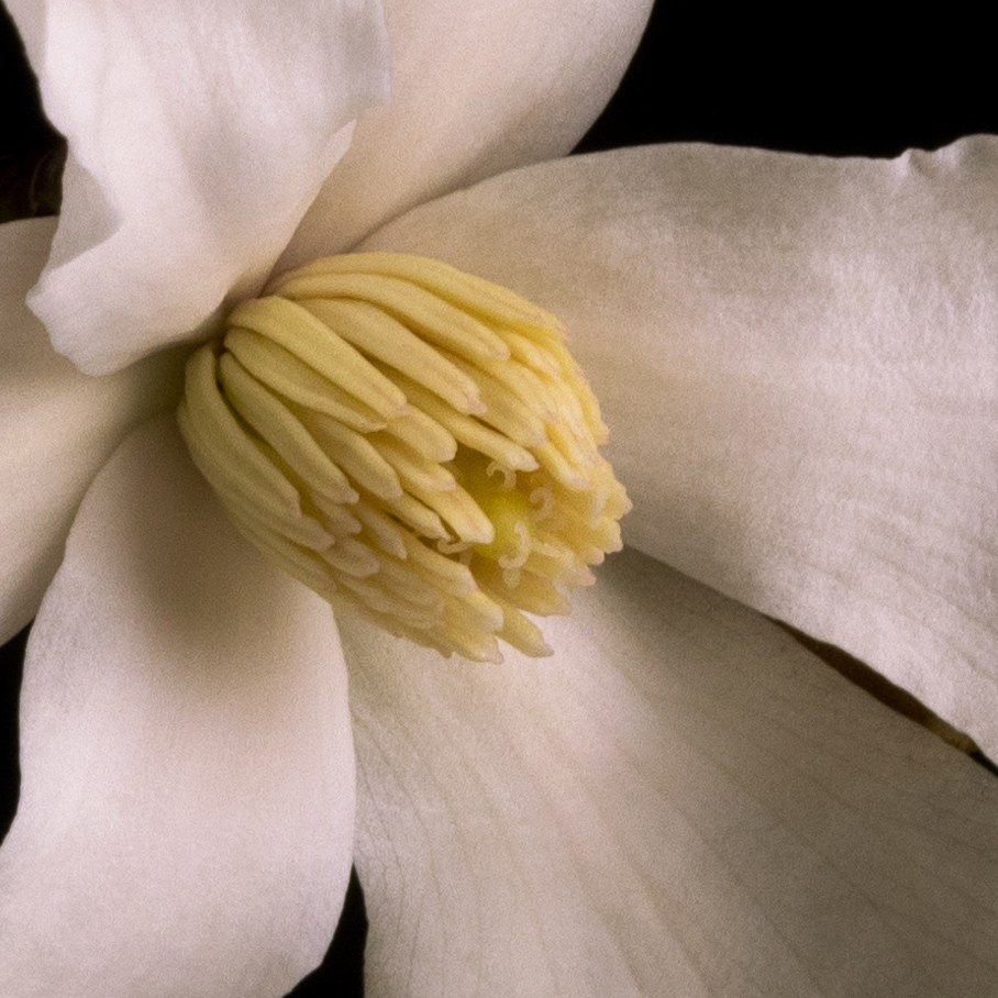 Pause Between. Author’s fine art prints with international delivery