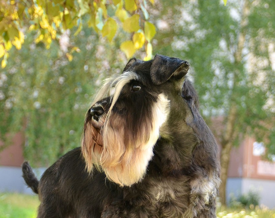 Леля/Asson Ari Unara Valeri. Питомник цвергшнауцеров в Беларуси «Делинсо Бэлэнс»
