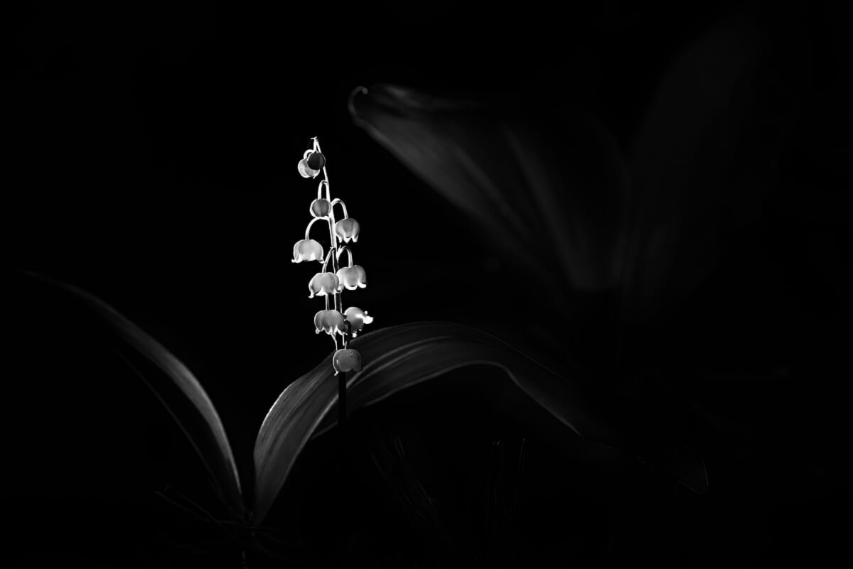 Макро фотографии