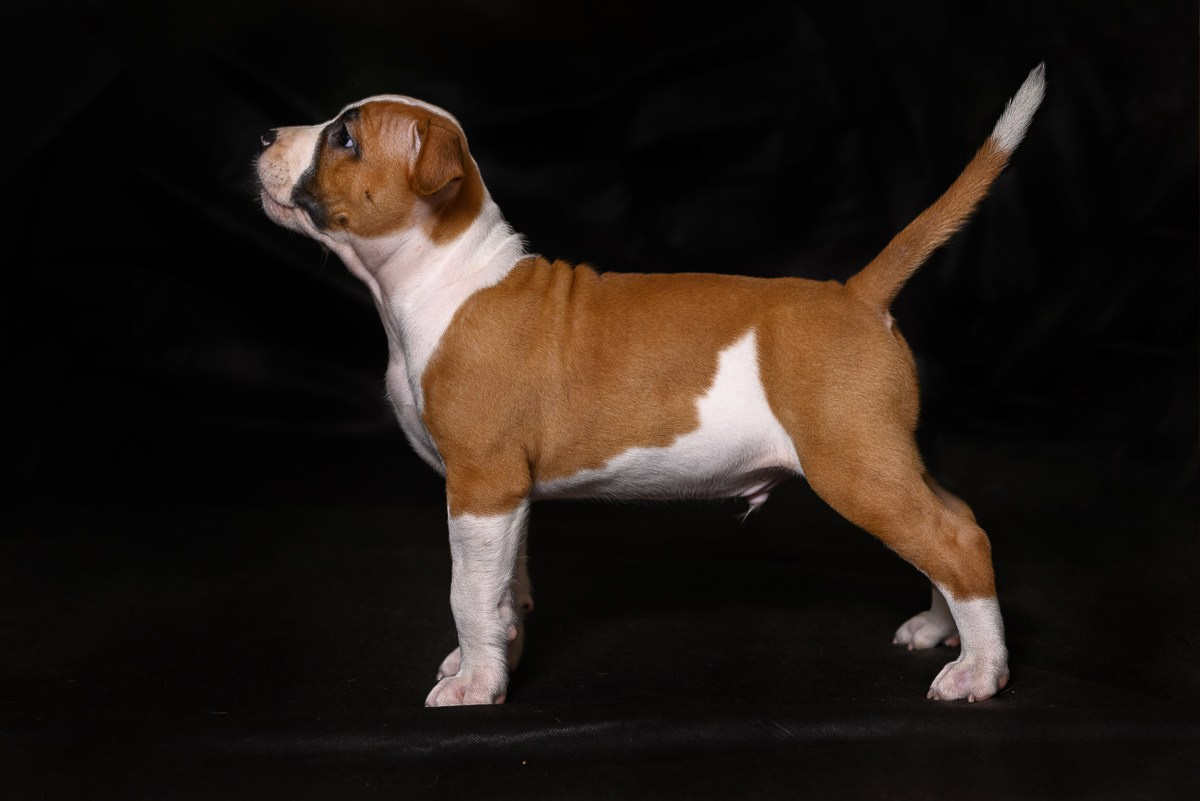 ЖЫВЁЛЫ. Вясельны і партрэтны фатограф Сяргей Клемянок