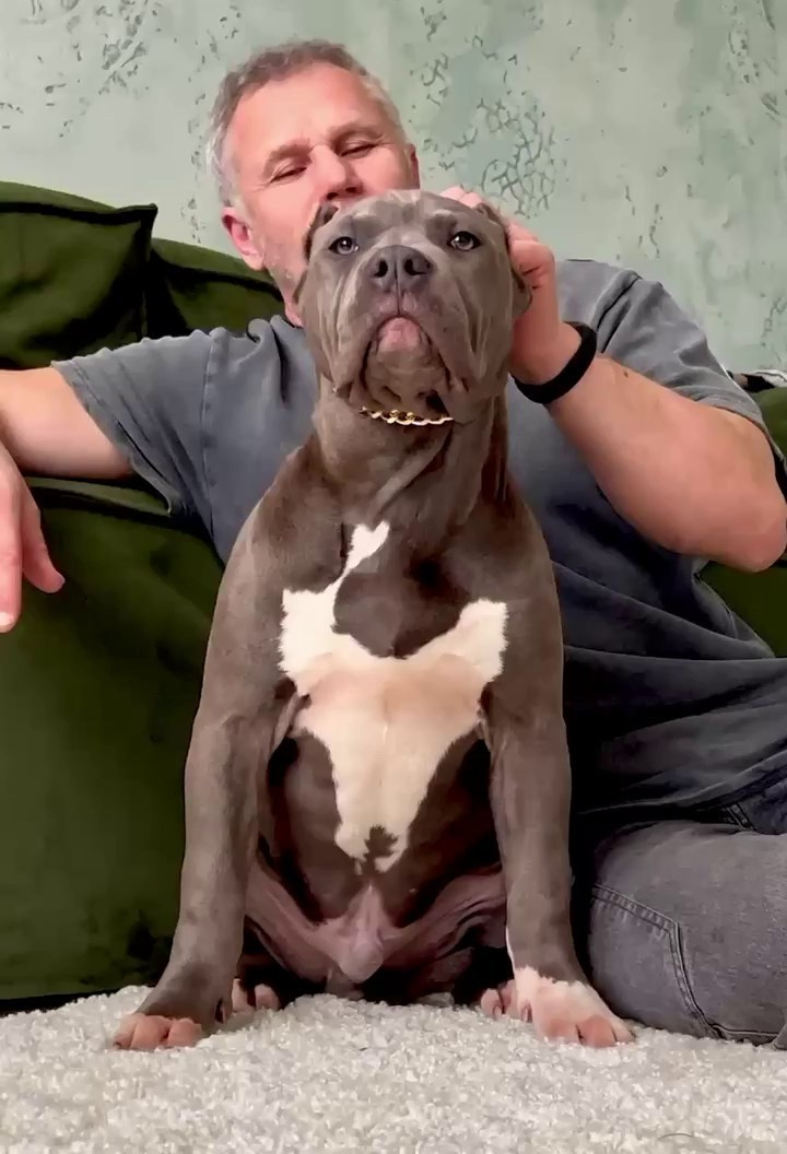 Все свободные щенки. Американские булли XL в г. Калининград. Питомник Great Bully UNIVERSE