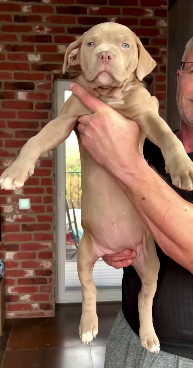 Hunter&Queenie, 10.09.25. Американские булли XL в г. Калининград. Питомник Great Bully UNIVERSE