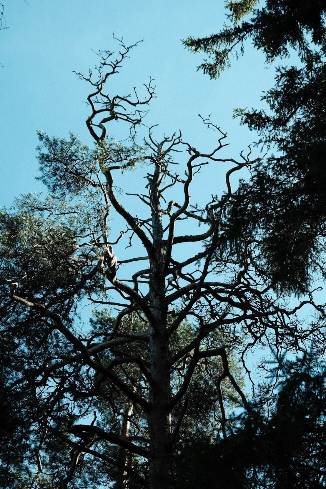 Дерево в парке Монрепо. Апрель 2025 