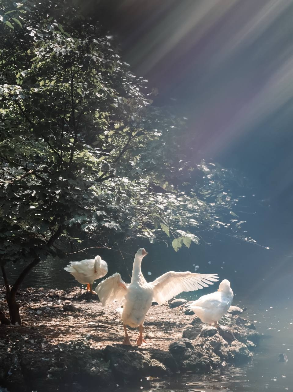 Челлендж «Свет решает все». Лучшие кадры. Женский семейный фотограф Тула Москва Захарова Анна