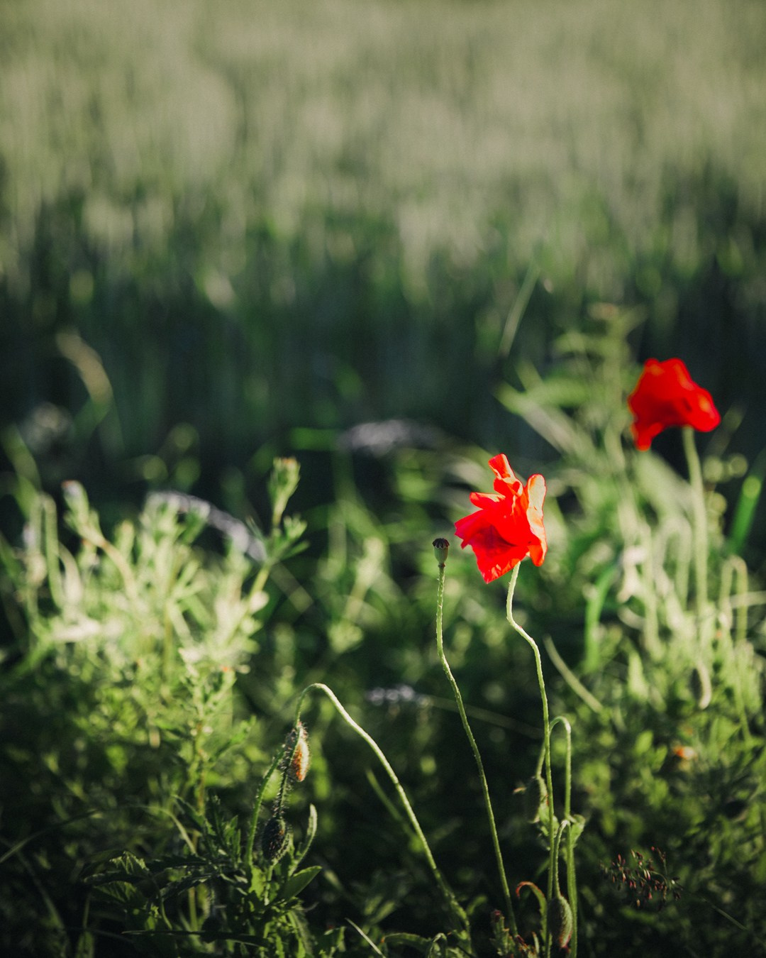 Landscape Photography and Fine Art Prints
