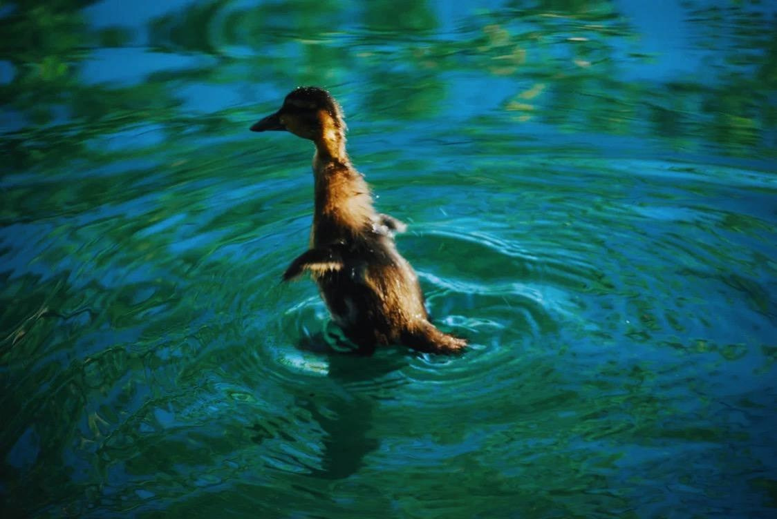 Птицы. Костюмер, художник кино и телевидения в спб