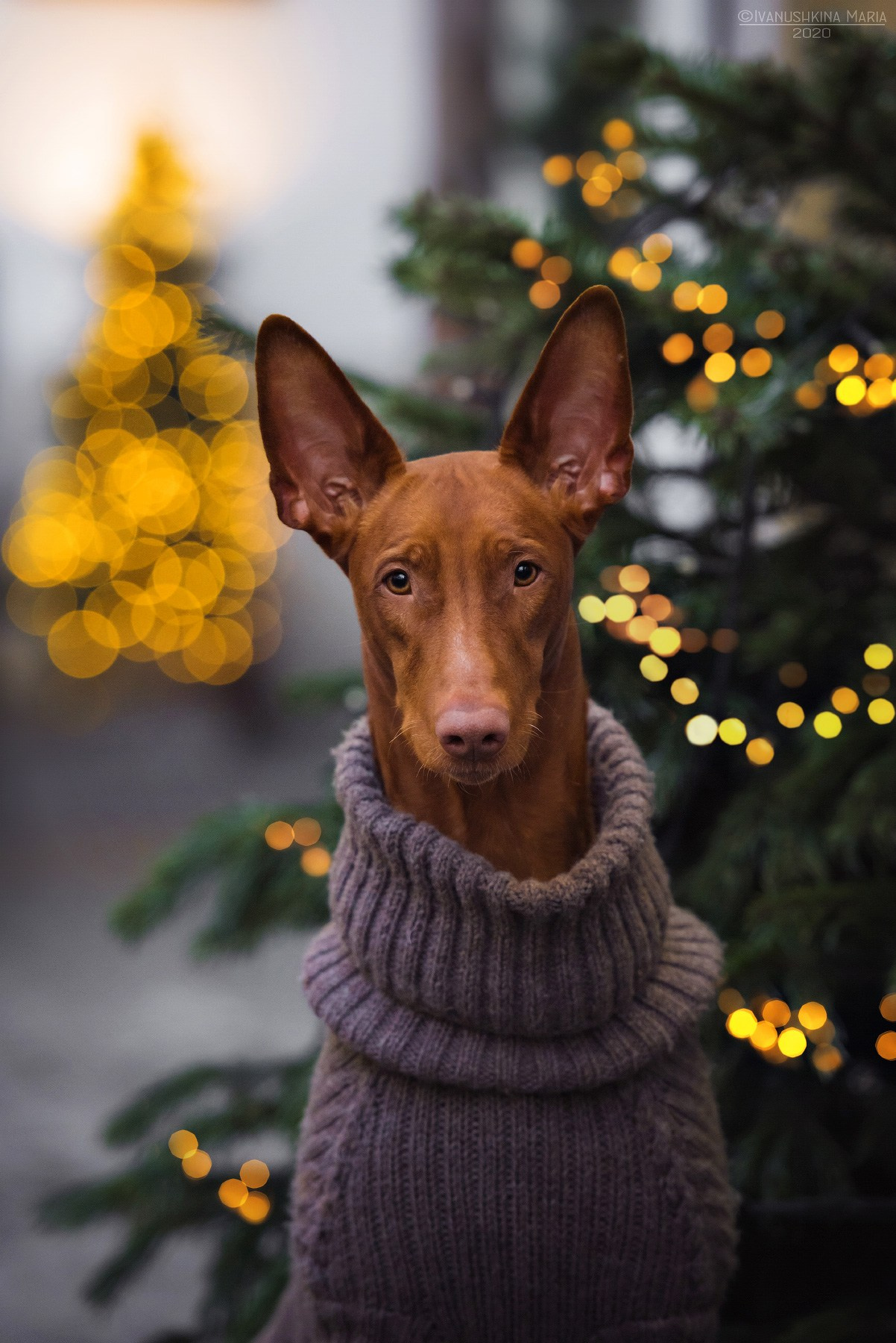 Фотограф-анималист. Фотограф собак в Москве и Московской области Иванушкина Мария