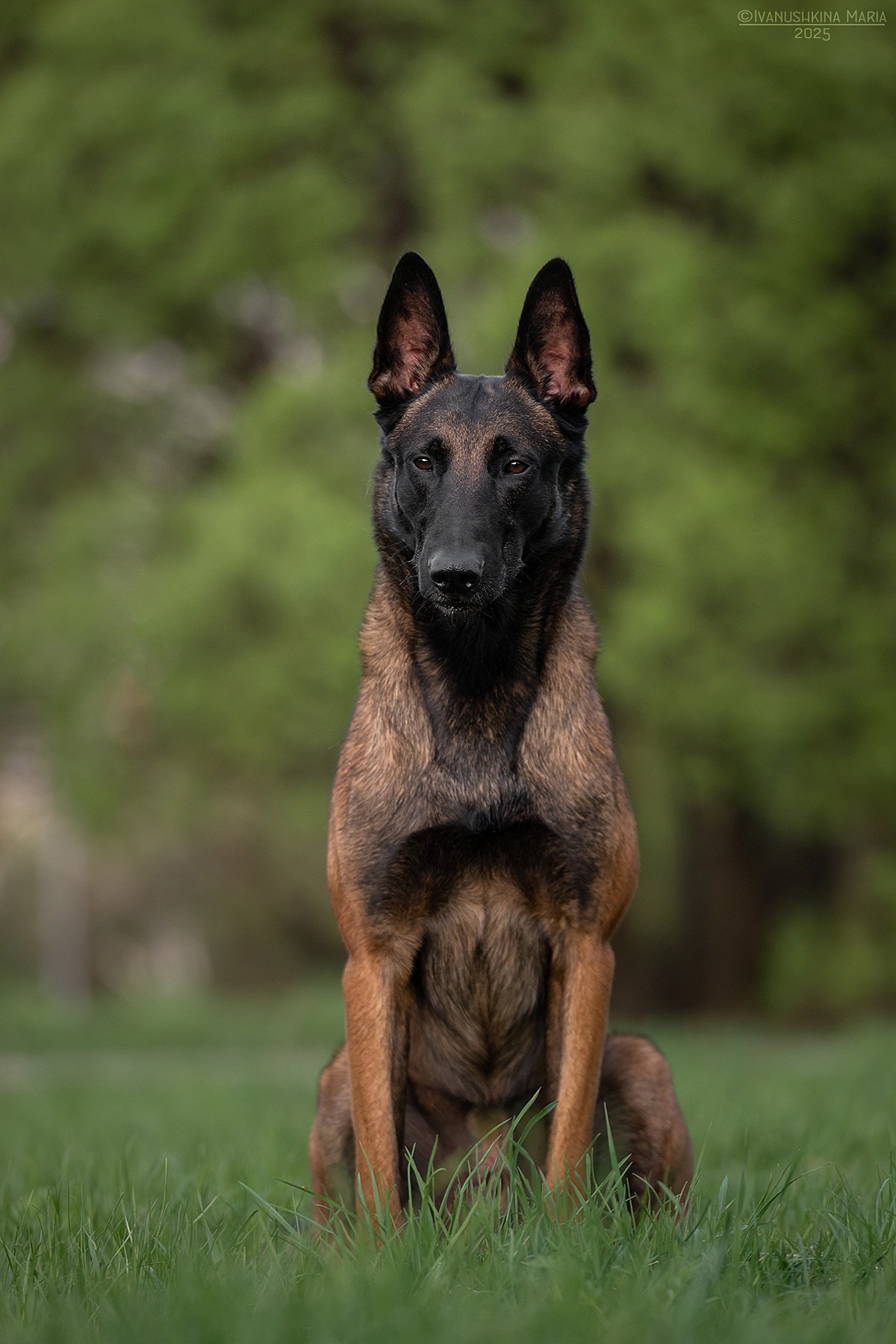 Фотограф-анималист. Фотограф собак в Москве и Московской области Иванушкина Мария