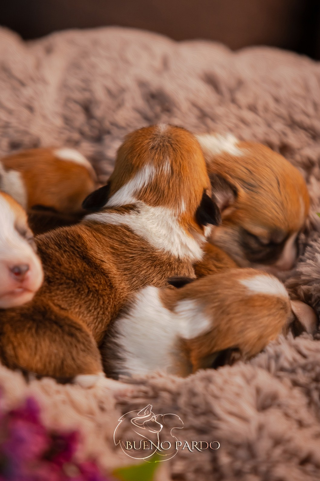 Щенки вельш корги пемброк из питомника. Питомник собак Акита, Хаски, Корги