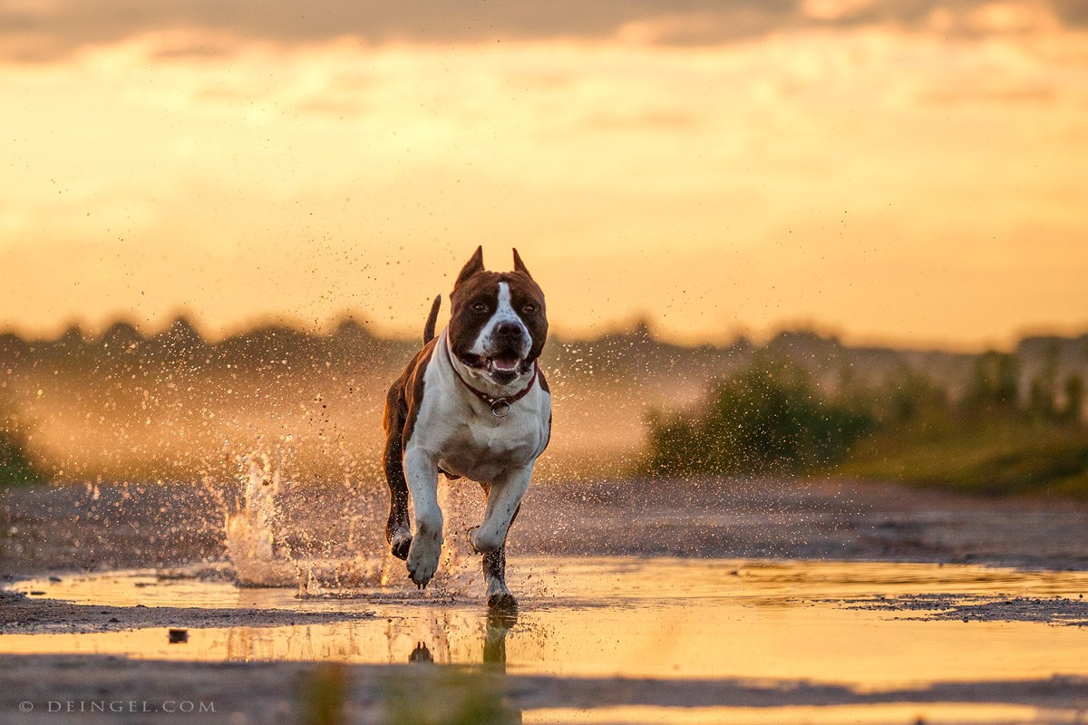 АСТ Федя, Пако и Ника. Фотограф-анималист Natalia Deingel | Фотосъемка собак в Москве