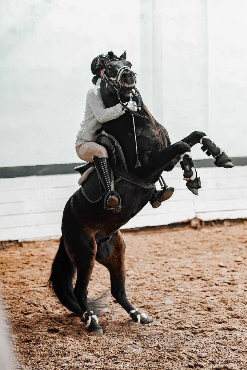 ЧЕМПИОНАТ РАМЕНСКОГО ГОРОДСКОГО ОКРУГА ПО КОНКУРУ в КСК «СОЗВЕЗДИЕ». Куракина Дарья • Конный фотограф